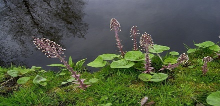 Petasites hybridus